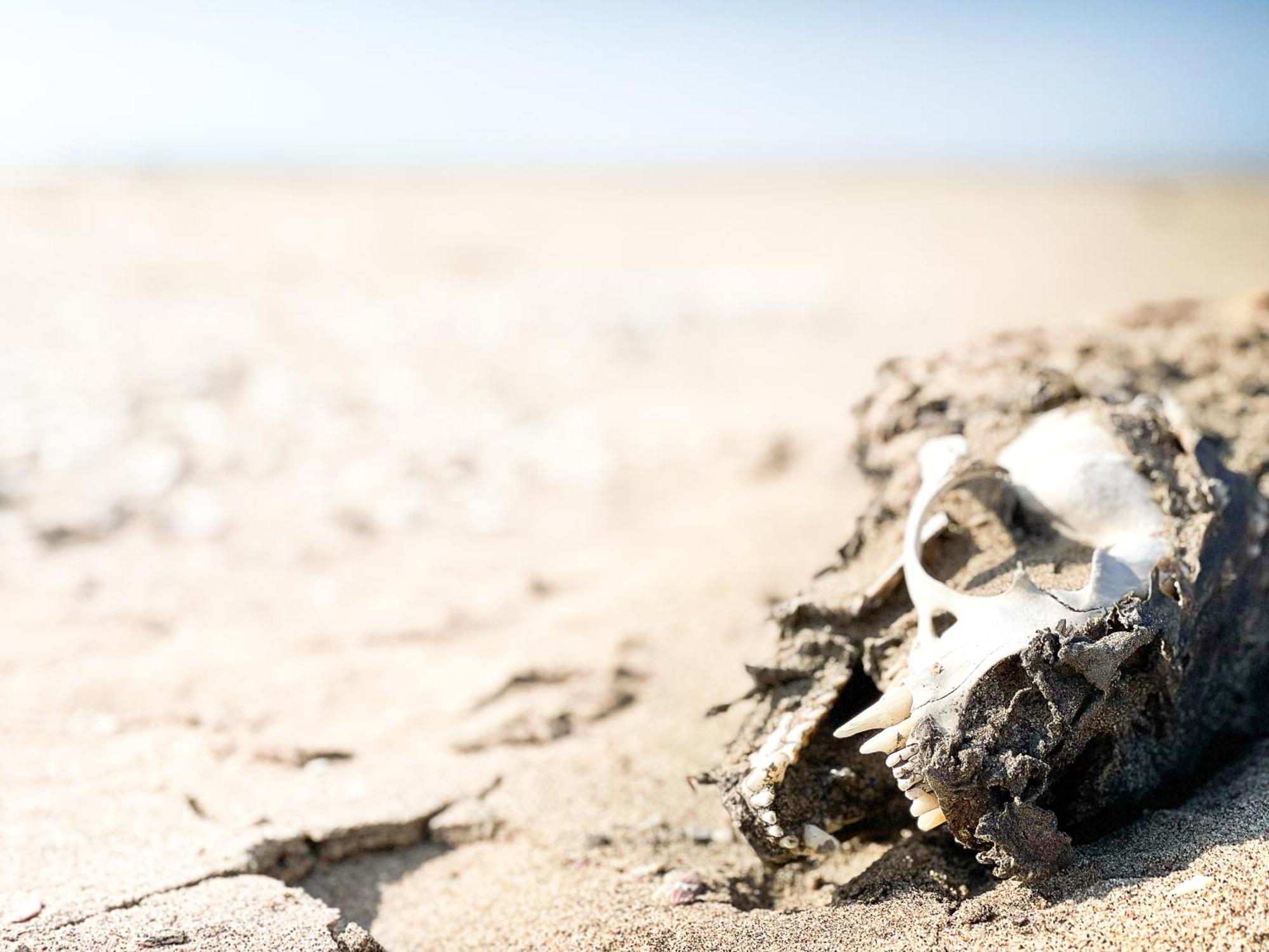 Skeleton Beach Backpackers ซวาคอปมุนด์ ภายนอก รูปภาพ